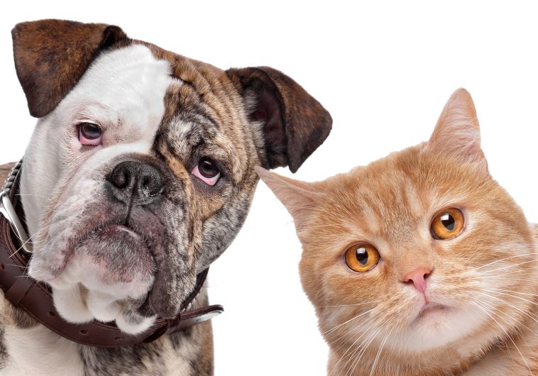 Cats and dogs (RUTH YUDEKOVITZ)
