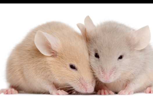 Mice [Illustrative]