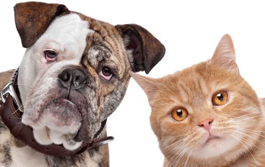 A dog and a cat