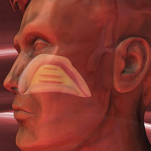 Ear, nose, and throat (Illustration)