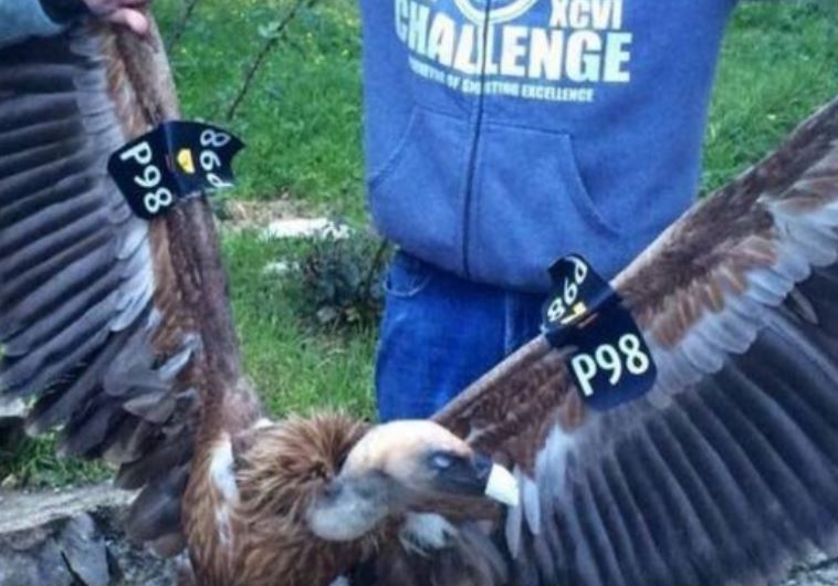 Israeli spy vulture captured in Lebanon