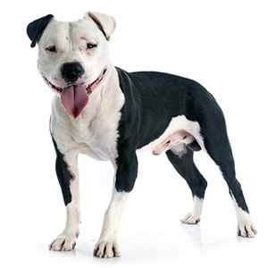 Pitbull (illustrative).