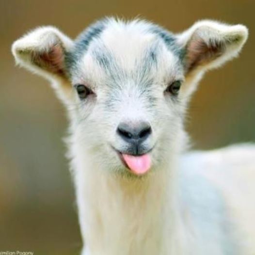 Baby goat