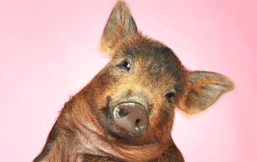 Brown pig