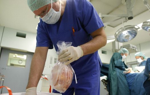 A surgeon puts a plastic bag containing a kidney into a box after an operation to extract organs.