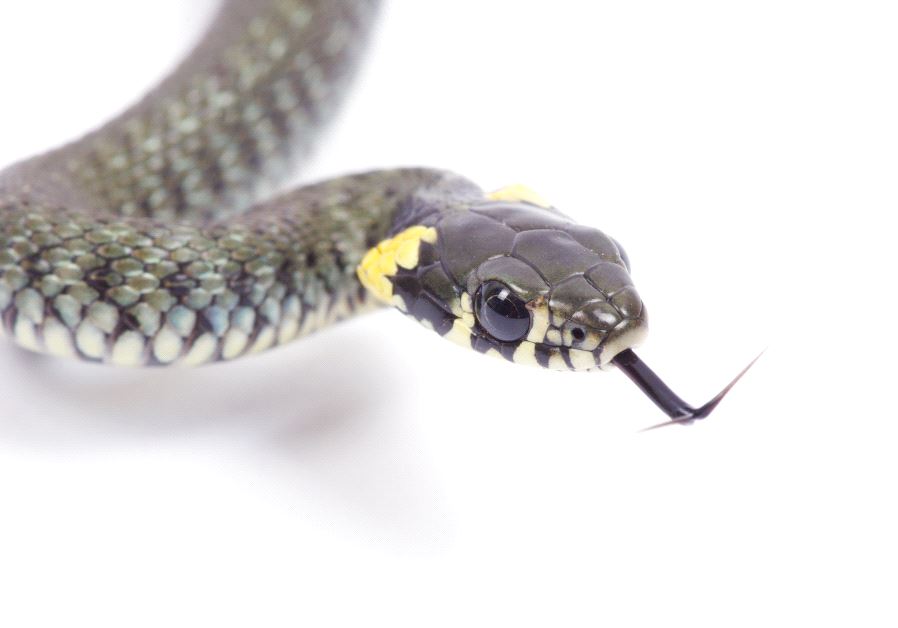 Snake (illustrative)