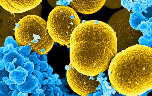 Bacteria (illustrative)