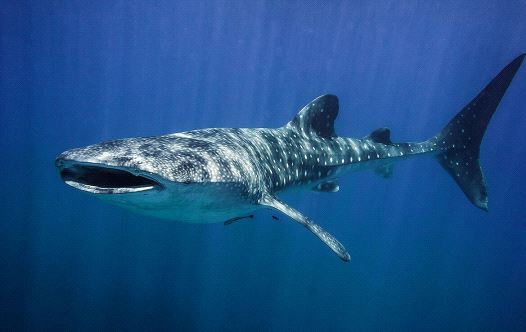 Whale shark swims in the Gulf of Eilat
