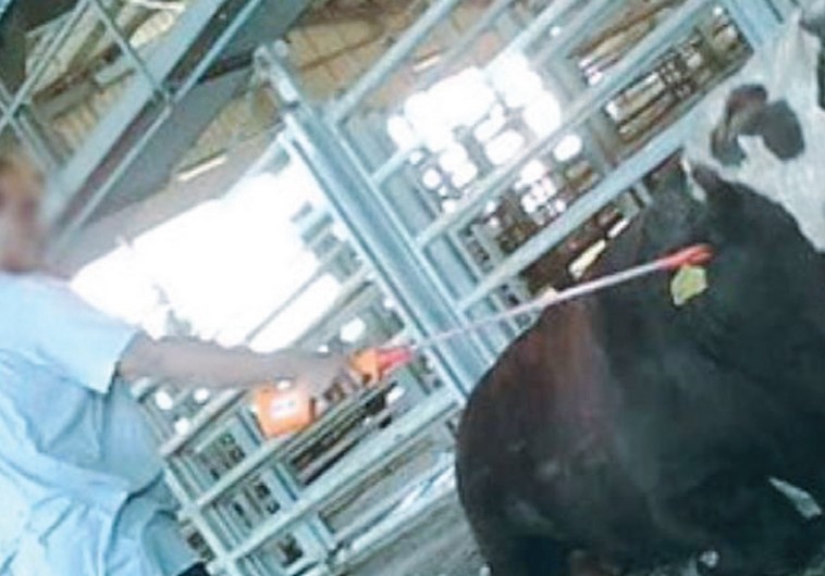 Cow being electrocuted at Tnuva slaughterhouse