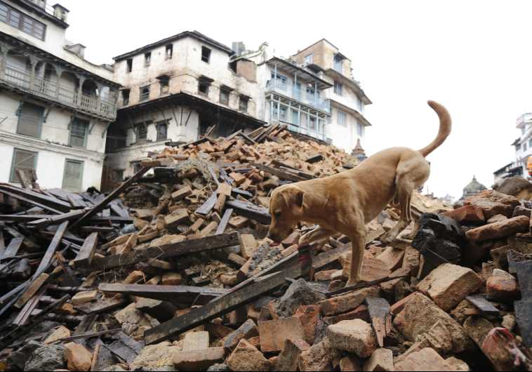 A rescue dog belonging to the German group of ISAR (International Search And Rescue) searches the rubble in downtown Kathmandu, Nepal, April 28, 2015.