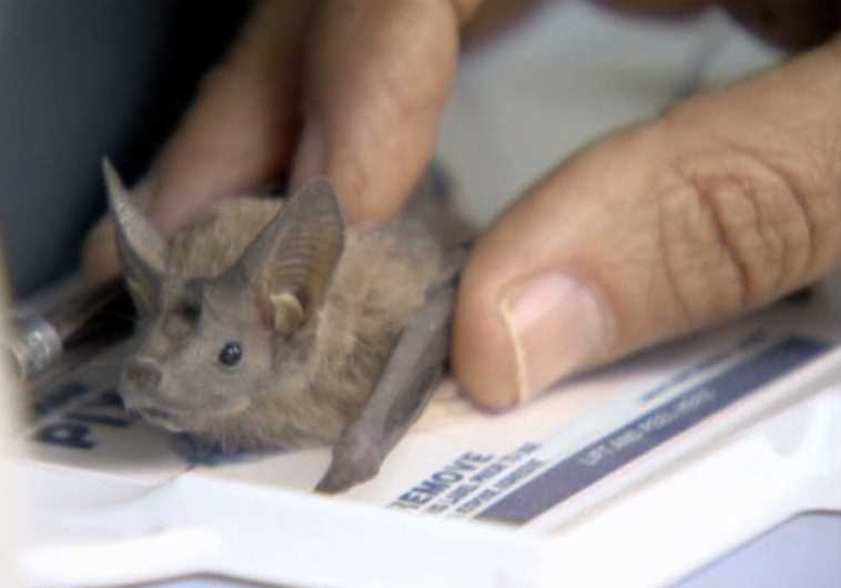 Israeli research on bats alters concept of mammal hibernation.