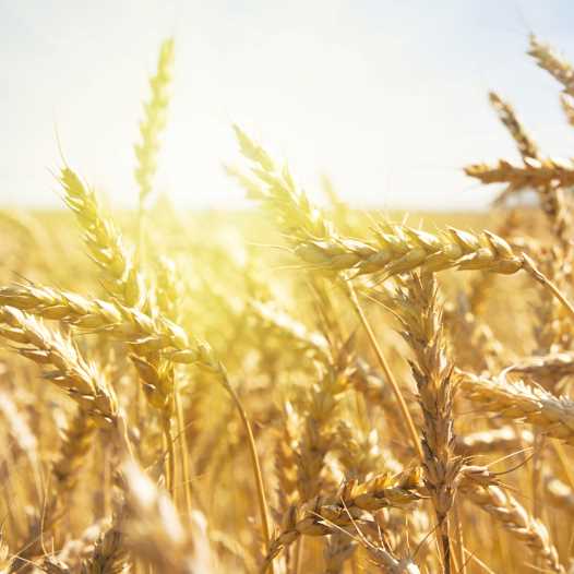 Grain field