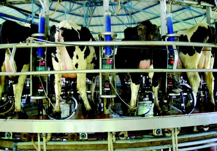 Vaches laitières à Yotvata