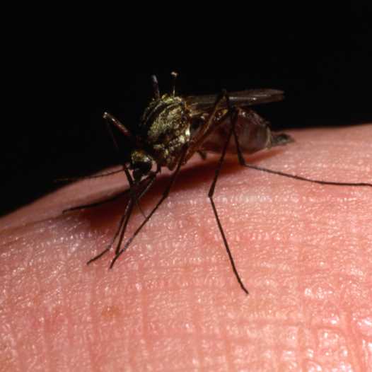 Mosquito (illustrative).