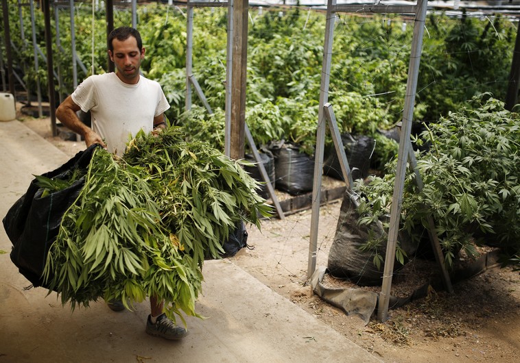 A worker carries sacks of newly harvested cannabis plants at a plantation near Nazareth