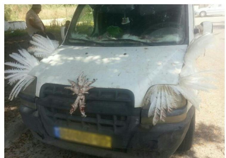 Car covered in chicken parts and feathers stopped by police‏