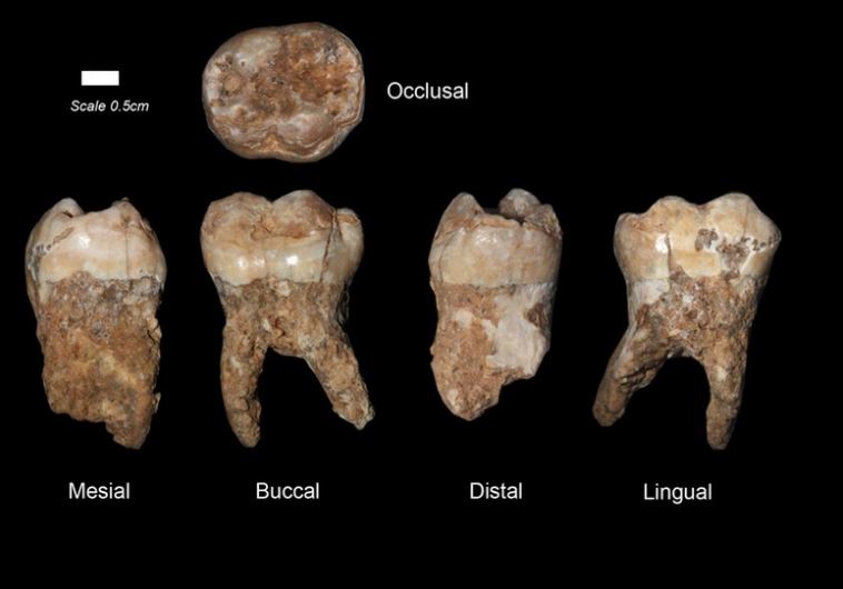 Researchers at Tel Aviv University discover 400,000 year old teeth