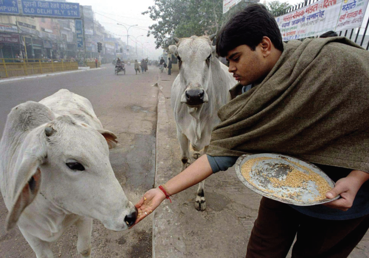 Sacred cows