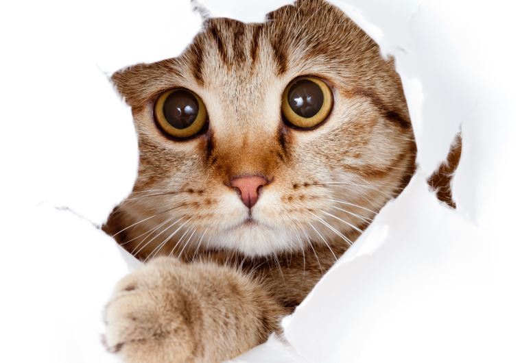 A Cat