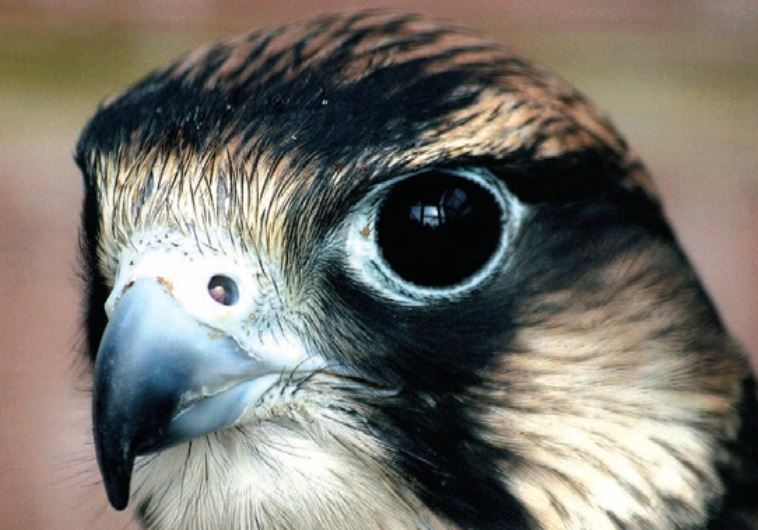 A falcon