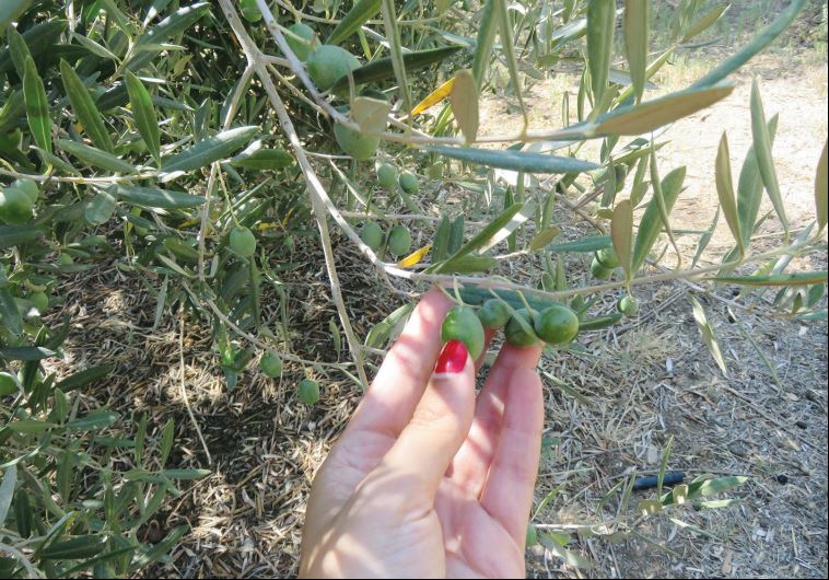 Pick and prepare to pickle your own olives at Aladdin’s olive farm.