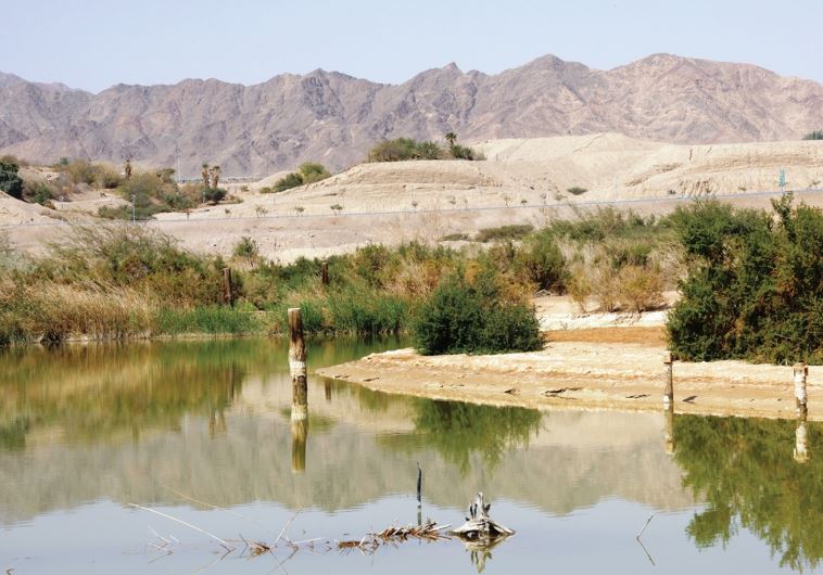 Eilat’s bird center, on Lake Anita.