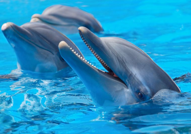 Dolphins [Illustrative]