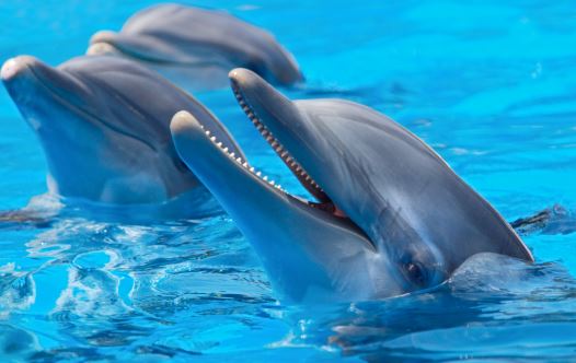 Dolphins [Illustrative]