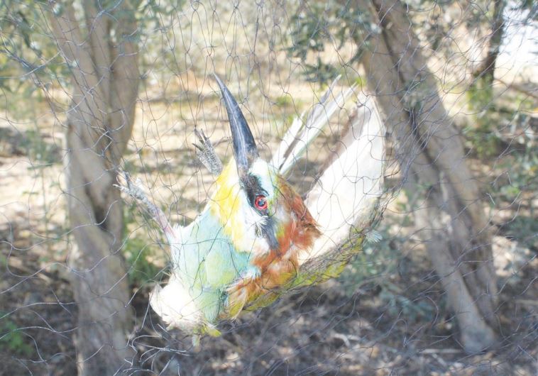 A bird falls foul to a trap in Egypt. Some 5.7 million birds experienced a similar fate there last year, according to BirdLife International