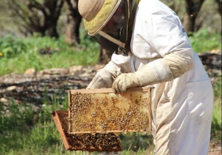 A beekeeper removes a honeycomb frame from a bee hive