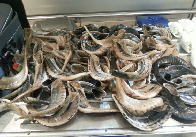 Shofars and Etrogs seized by Israel Customs Authority