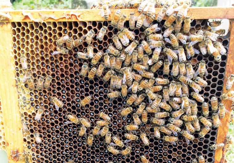 Bees in their natural habitat