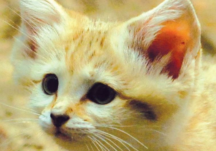 Sand cat – a cousin of Rotem of the Ramat Gan Safari