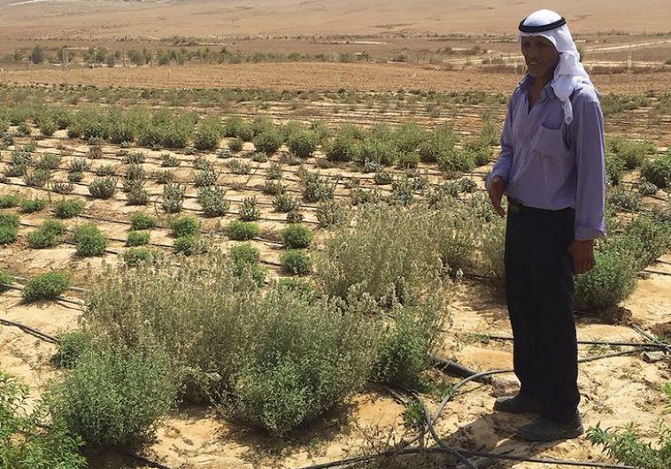 Ali Al-Hawashla poses next to a field of herbs at Wadi Attir (left), a 40-hectare project to preserve traditional organic Negev agriculture, which includes the collecting of local seed varieties