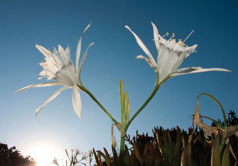 The sea daffodil in Israel's beaches