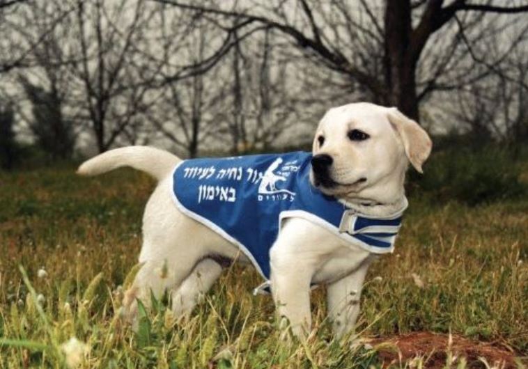 The Israel Guide Dog Center for the Blind has graduated more than 350 canines in Israel