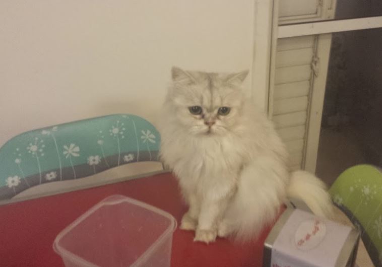 Sad cat
