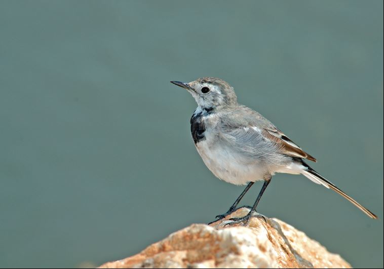 A white wagtail