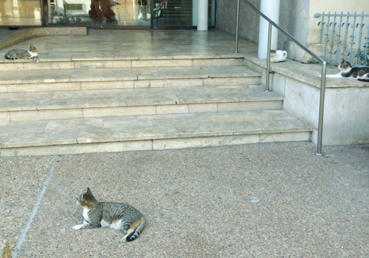 Jerusalem street cats: A dubious future, but hopefully fewer cans