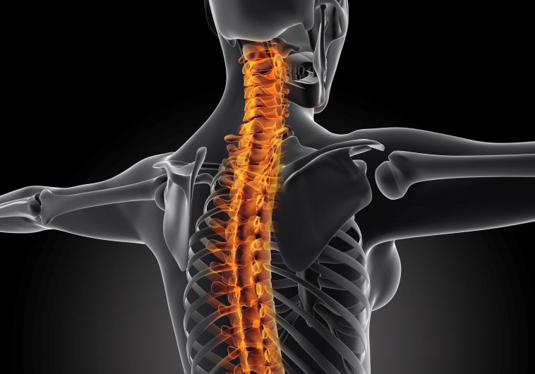 Close up back with spine