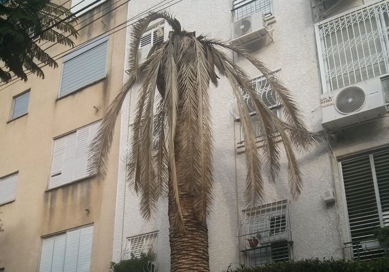 A tree infested by the invasive red palm weevil, a type of beetle