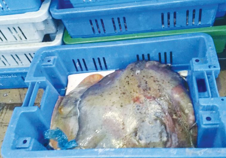 ONE OF the many gray stingrays, a protected species, that were discovered yesterday.