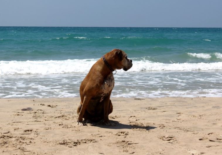 Dog at Palmahim Beach 