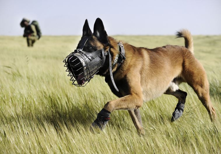 IDF search dog serving in the Oketz unit