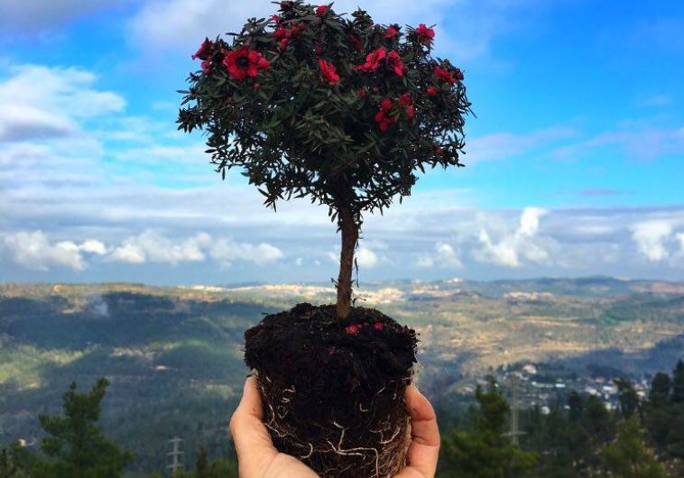 JPost reader Tu Bishvat photos