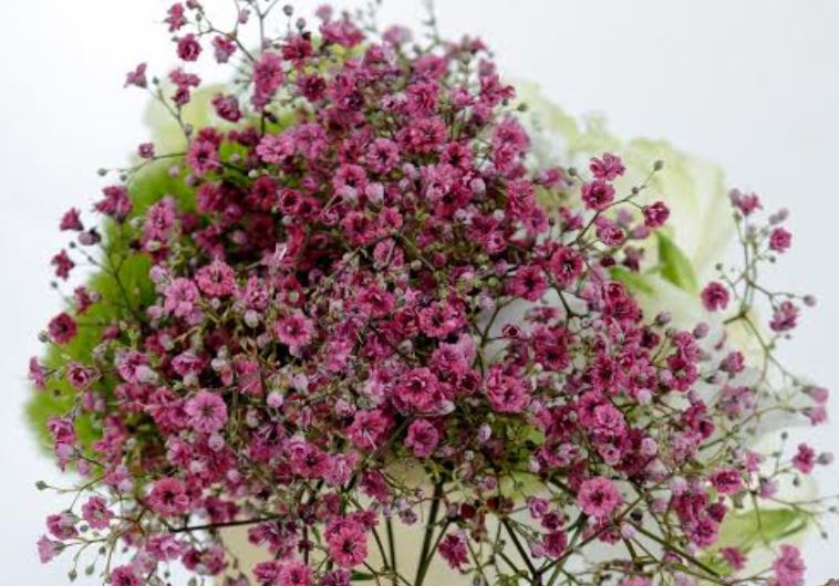 A line of red Baby's Breath flowers, known as Explora. 