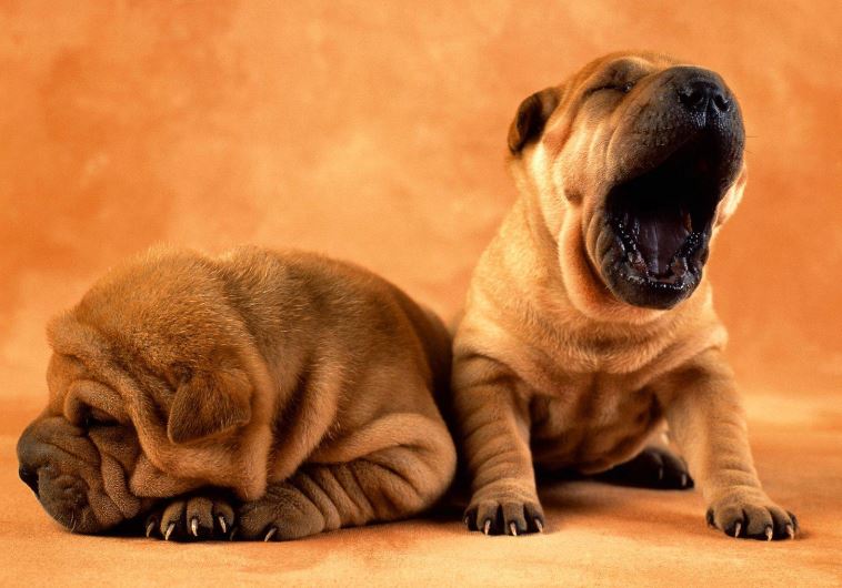 Puppies