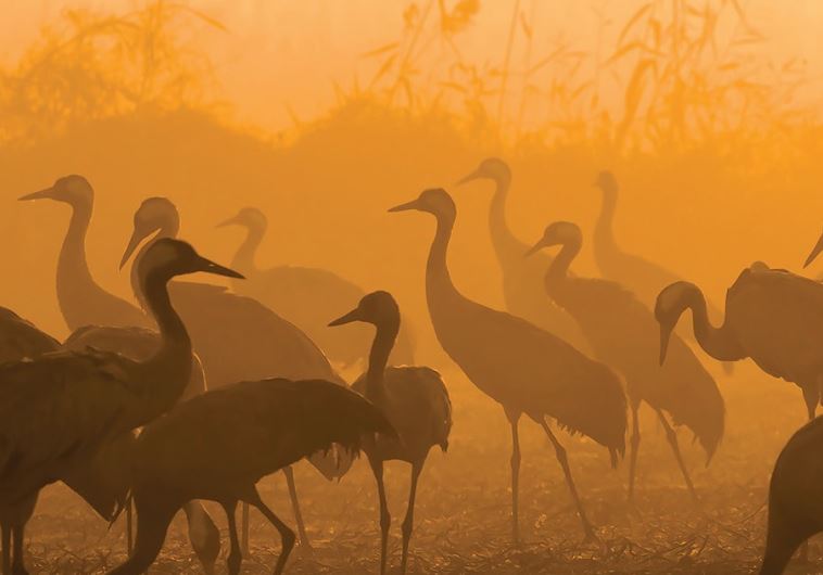 Tel Aviv’s Eretz Israel Museum presents Wildlife Photographer of the Year exhibition