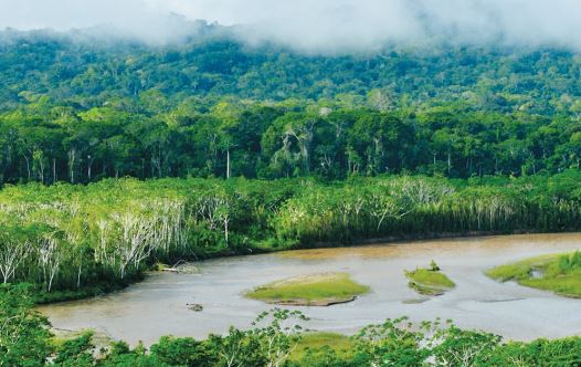 Peruvian jungle
