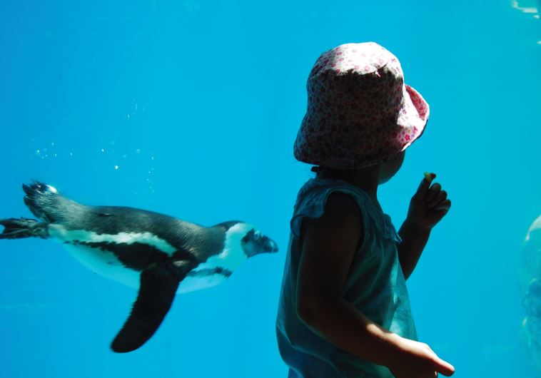 A child and a penguin have a moment